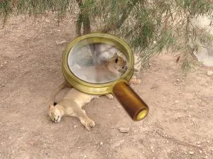 Friguia Zoo în Tunisia - fotografie, excursii cu ghid, cum să obțineți