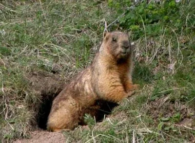 grăsime Marmot ca luarea