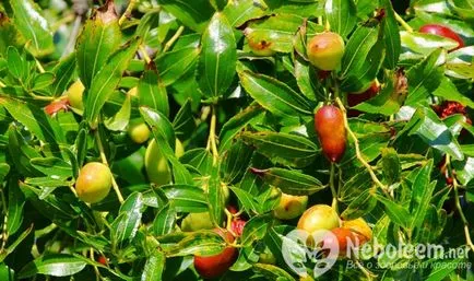 Jujube - originea, proprietățile utile