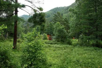 pisici de mare de aur, vacanțe pe Lacul Baikal, ventilator Lacul Baikal