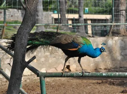 Tunis Zoo - fotografii, pret, ore de lucru