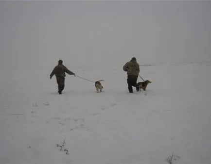 grăsime Marmot ca luarea