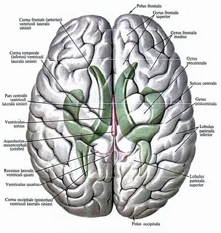 ventricule cerebrale