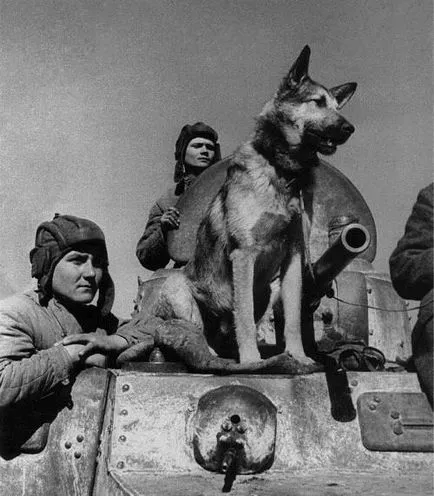 Животни - Герои на Втората световна война