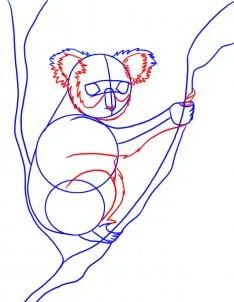 Cum de a desena un koala - remiză animale
