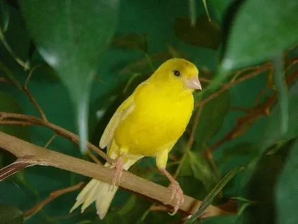 Как да се научи да пее канарче