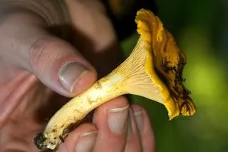 Cum să se facă distincția de ciuperci fals Chanterelle de la aceste sfaturi