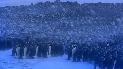 Pinguinii supraviețui în Antarctica