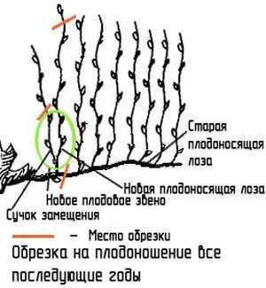 Как да се намали на гроздето през есента и пролетта