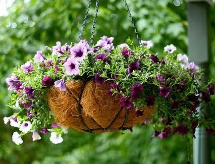 Как да поливам цветята в контейнери и висящи саксии, градински цветя (имения)