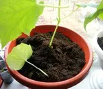 Как мога да спра временно пищен растеж на краставица разсад