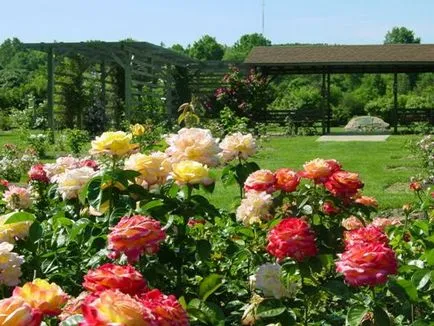 Cum sa faci o grădină de trandafiri cu propriile sale mâini tipurile cunoscute, regulile de cazare și masă