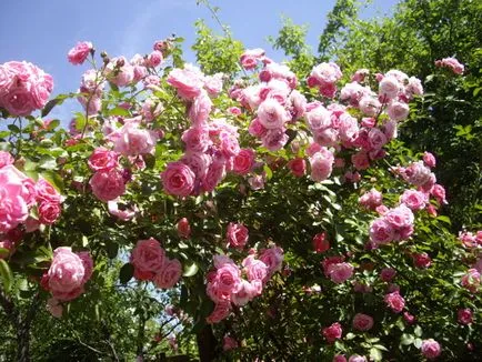 Как да си направим розова градина със собствените си ръце познатите видове, правила за настаняване и пансион