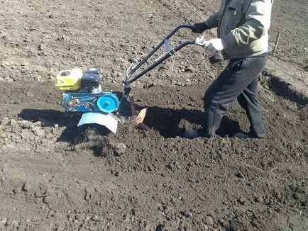 Cum să planteze cartofi, instrucțiuni pas cu pas, cu fotografii