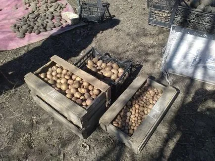 Cum să planteze cartofi, instrucțiuni pas cu pas, cu fotografii