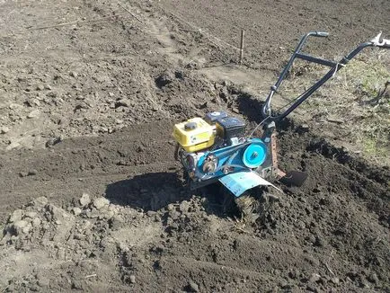 Milyen a növény a burgonya, a lépésről lépésre képekkel