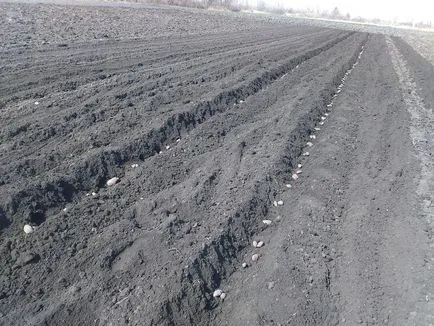 Milyen a növény a burgonya, a lépésről lépésre képekkel