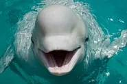 Hogyan készítsünk egy jó fotó szelídített delfinek