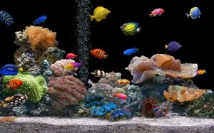 Hogyan lehet eltávolítani a halak tippeket akváriumokban és a víz alatti világ, fényképek tanulságok