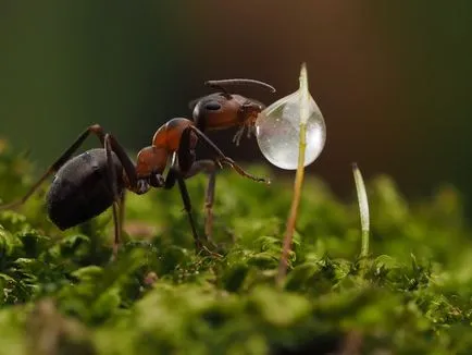 Cum pot face de obicei macro obiectiv foto - articole interesante despre fotografii