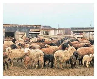 Дагестан планинска порода овце - agrodelo