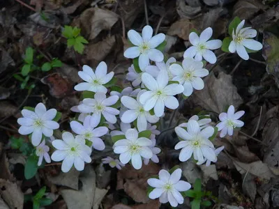 Цвете Hepatica обща и благородно растение в снимката