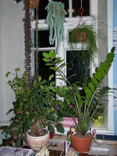 Flower Zamioculcas par așa-numitele, sta - de peste un an și nu crește, arunca,