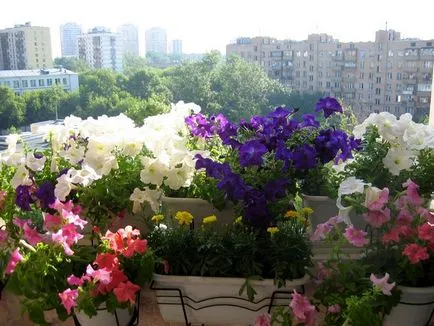 Înflorire balcon - besedochka forum - toate că o femeie are nevoie