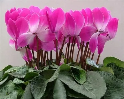 Cyclamen în tratamentul sinuzitei