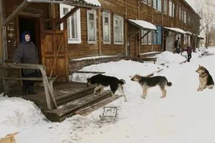 Cum de a crește fluxul de turiști în Arctica - ziarul românesc