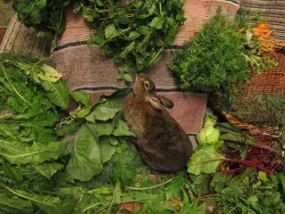 Как да се смила на зъби на заек, заек къщата