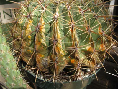 Cactus gymnocalycium (hibrid) ápolási otthon