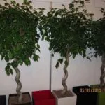 Как да расте от лист Zamioculcas