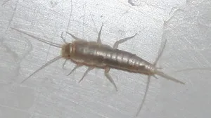 Hogyan lehet megjeleníteni woodlice a lakásban, hogy megszabaduljon woodlice a fürdőszobában, hogyan lehet megszabadulni a