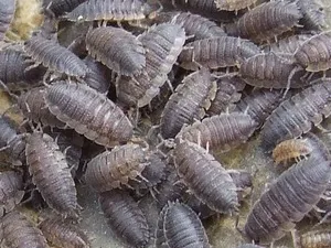 Hogyan lehet megjeleníteni woodlice a lakásban, hogy megszabaduljon woodlice a fürdőszobában, hogyan lehet megszabadulni a