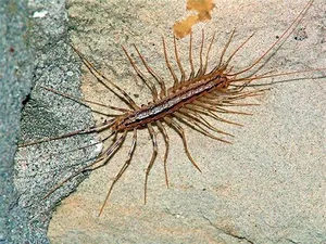 Hogyan lehet megjeleníteni woodlice a lakásban, hogy megszabaduljon woodlice a fürdőszobában, hogyan lehet megszabadulni a