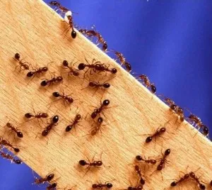 Hogyan lehet megjeleníteni a bosszantó hangyák ki a lakásból