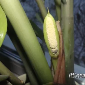 Hogyan növekszik egy lap Zamioculcas