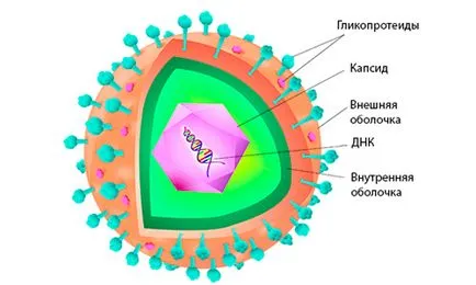 Как да се лекува херпеси бързо някои функции на лечение на вируса за 1 ден (видео)