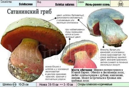 Прилича - сатанински - гъба