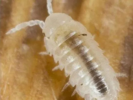 Hogyan lehet megjeleníteni woodlice a lakásban, hogy megszabaduljon woodlice a fürdőszobában, hogyan lehet megszabadulni a