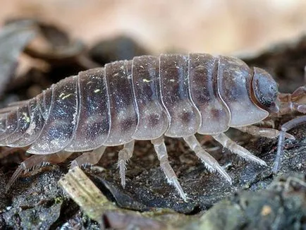 Hogyan lehet megjeleníteni woodlice a lakásban, hogy megszabaduljon woodlice a fürdőszobában, hogyan lehet megszabadulni a