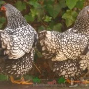 Törpe díszítő fajták csirkék fotó és videó felülvizsgálat