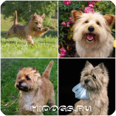 Cairn terrier leírás fajta, különösen a kölykök (fotó)