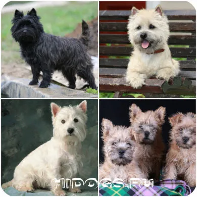 Cairn terrier leírás fajta, különösen a kölykök (fotó)