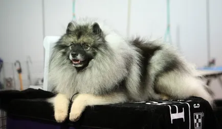 Keeshond (Wolfspitz) fotó kutyafajta leírása, jellege, az ár