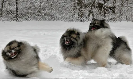 Keeshond (Wolfspitz) fotó kutyafajta leírása, jellege, az ár