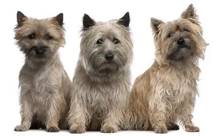 Cairn terrier kutya fajta leírás, fotó és videó anyagok a faj vélemények