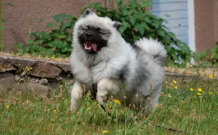 Шпиц (Вълчи шпиц) снимка порода куче описание, характер, цена
