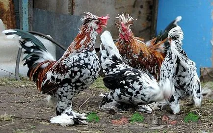 Джудже декоративни породи кокошки фото и видео преглед